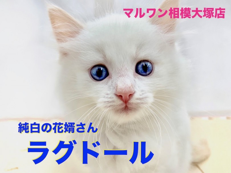 【 ラグドール 】純白のタキシードをまとった花婿登場！青い目のイケメンと人生のバージンロードを歩いてみませんか？
