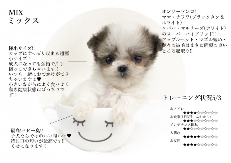 4月26日に大倉山店に仲間入りしました | MIX チワマル （6130793） - 大倉山店