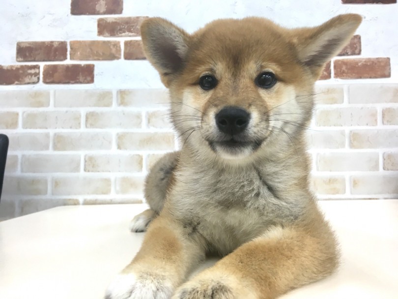 生後2か月で2㎏で比較的むっちり | 柴犬 （713631） - 鶴見店