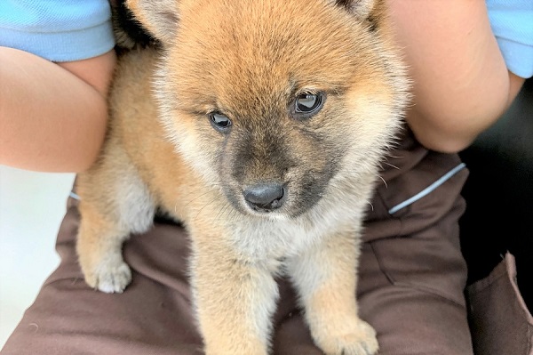 柴犬って実は小型犬？ | 柴犬 （512599） - 本羽田店