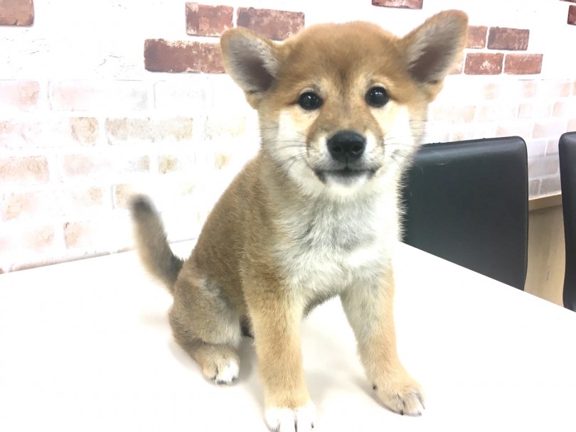 とにかく目が大きい! | 柴犬 （713631） - 鶴見店
