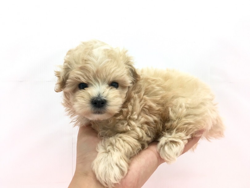 手に乗るコンパクトサイズ | MIX犬 トイ・プードル × マルチーズ （713632） - 鶴見店