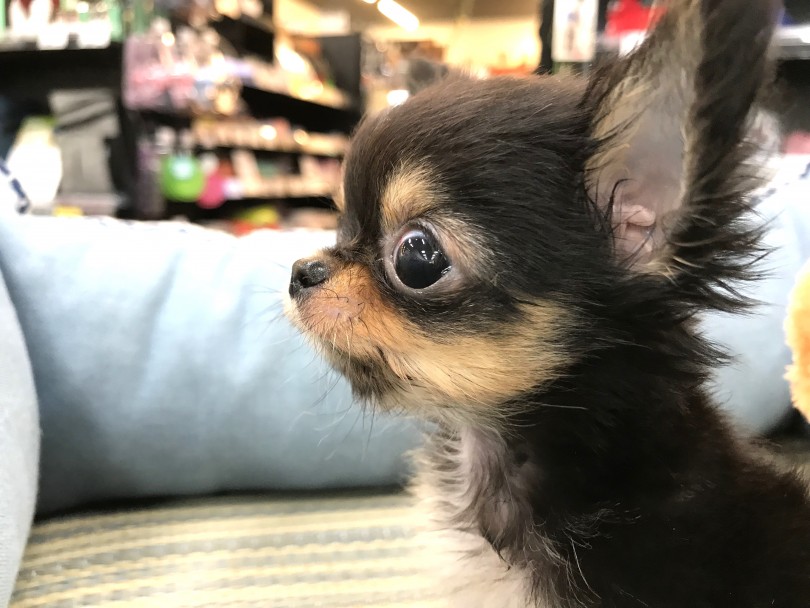 ご来店をお待ちしております | 極小チワワ （140159） - 横浜 元町店