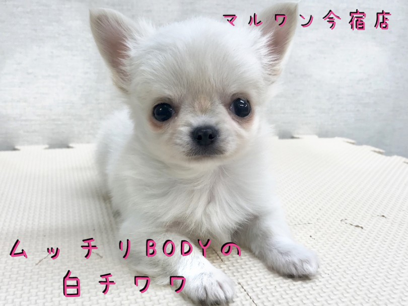 【 クリームチワワ 】生後56日で521g！ムッチリだけど小さめ！チワワちゃん専用お散歩情報も！