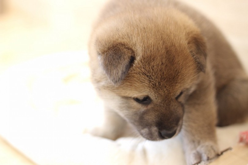 アピール上手な柴子ちゃん | 柴犬 （311853） - 港北ニュータウン店
