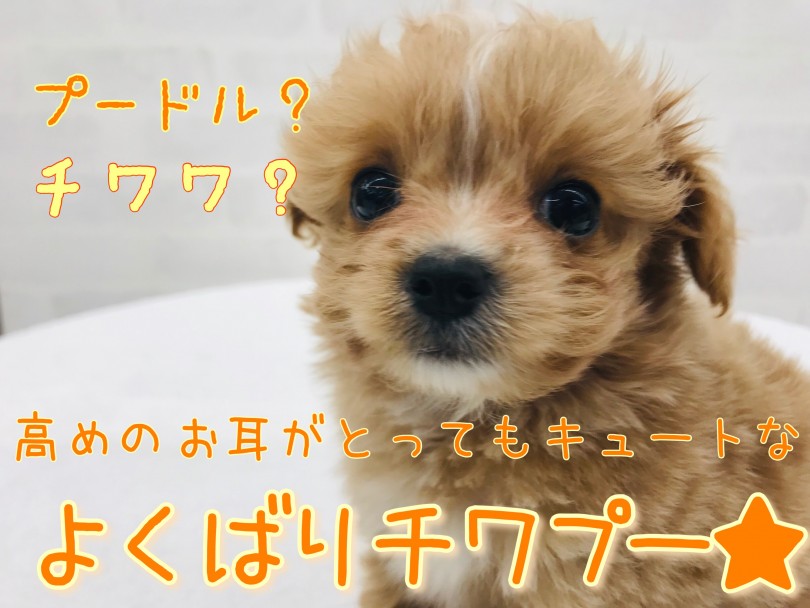 【 MIX・チワプー 】チャームポイントばっかり！居るだけで可愛い欲張りチワプー！