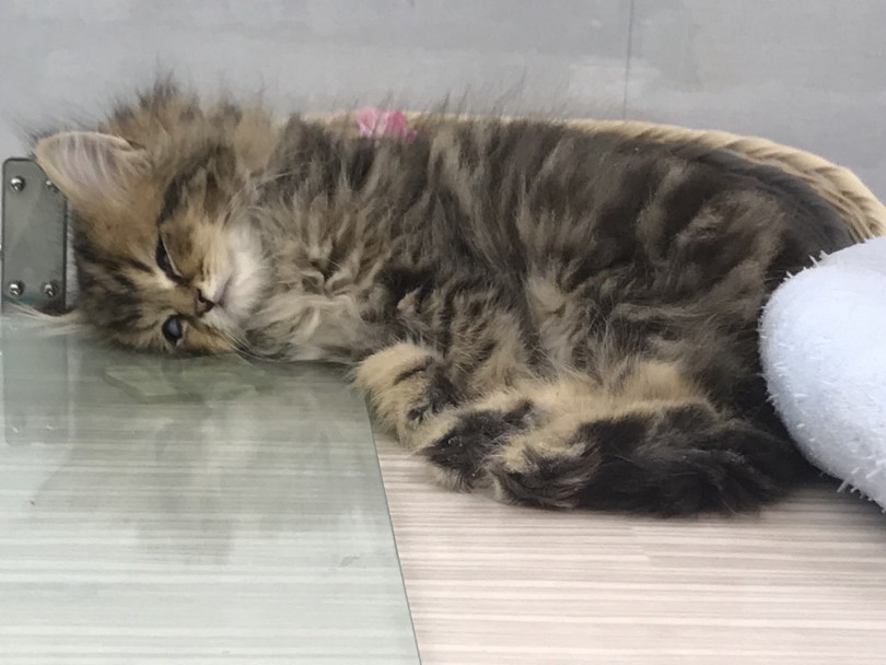 志村坂下店の猫（寝子）ちゃん | ラガマフィン （914442） - 志村坂下店