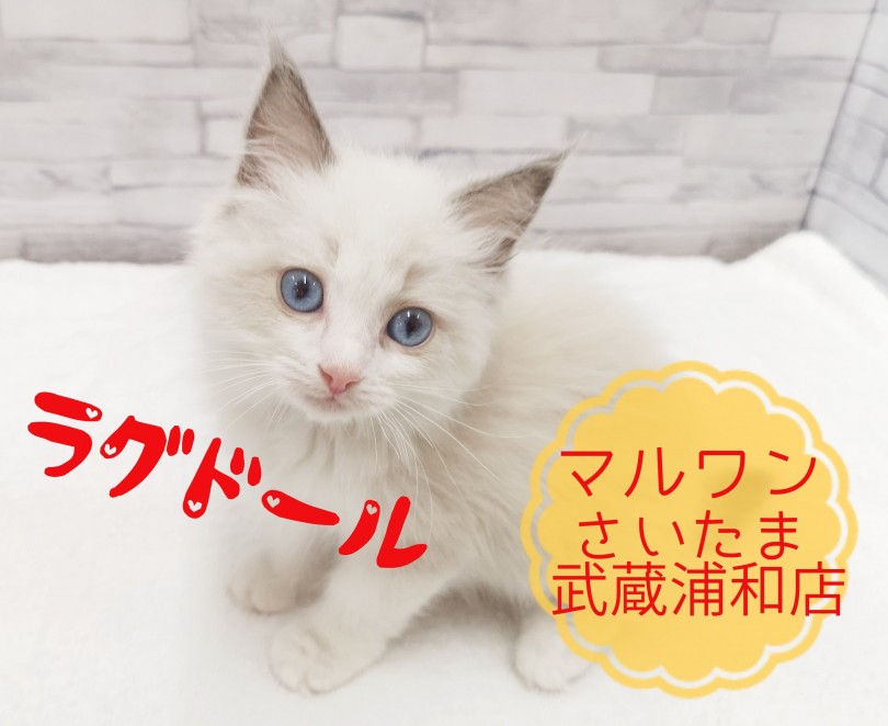 【 ラグドール 】全ての人を魅了する可愛いラグドールちゃん！！10000ボルトの瞳を徹底紹介します！！