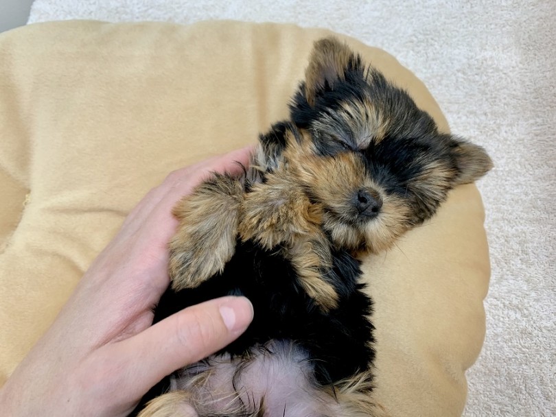 子犬は寝るのが仕事 | ヨークシャーテリア （113111） - 高井戸店