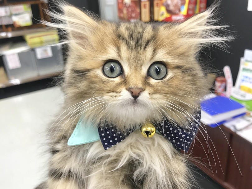 最強の美猫君 | ラガマフィン （914442） - 志村坂下店