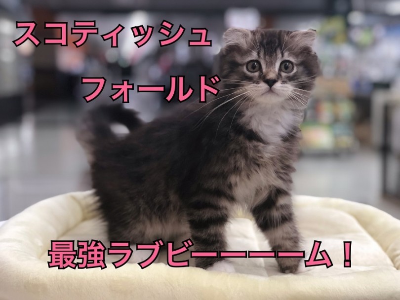 【 スコティッシュフォールド 】スコ君の最強ラブビームにメロメロ