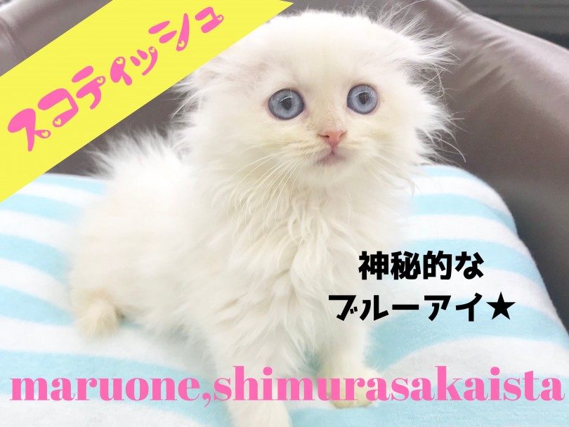【 スコティッシュフォールド 】神秘的なブルーアイを持つ癒しのエンジェルスコティッシュ！！