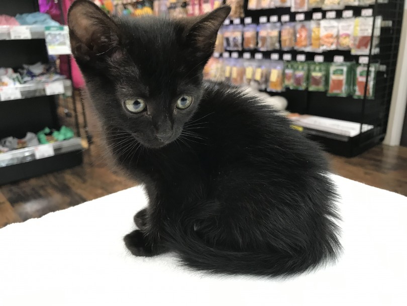 美しき黒猫 ボンベイの注目ポイント ⓵漆黒の被毛 | ボンベイ (140163) - 横浜 元町店