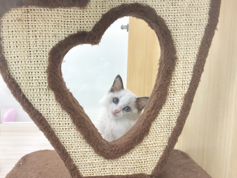 優雅にたたずむ貴婦人 | ラグドール （914441） - 志村坂下店