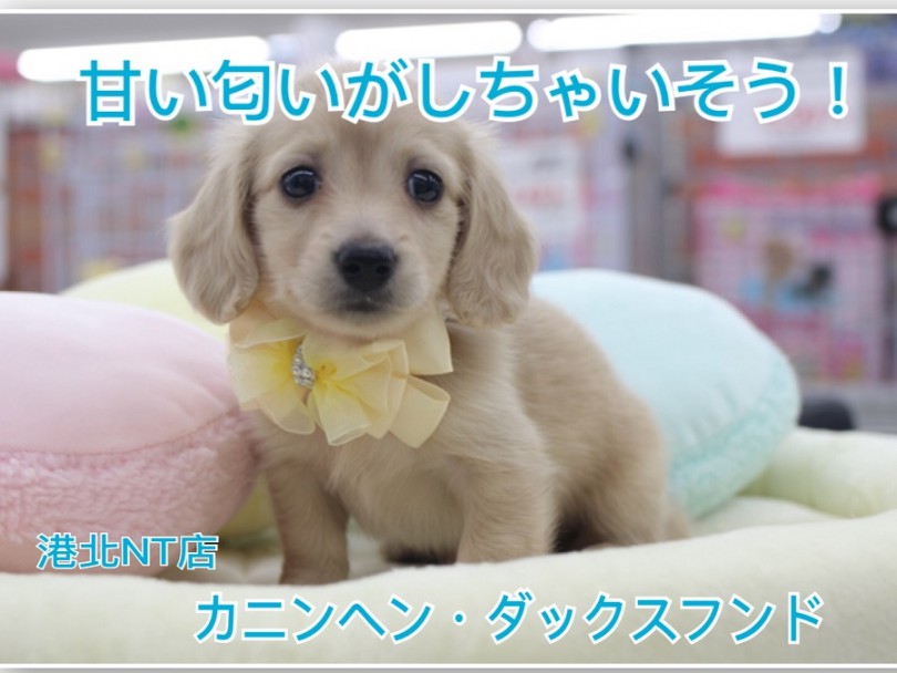 【 カニンヘン・ダックスフント 】甘い匂いがしちゃいそうなカニンヘンボーイ