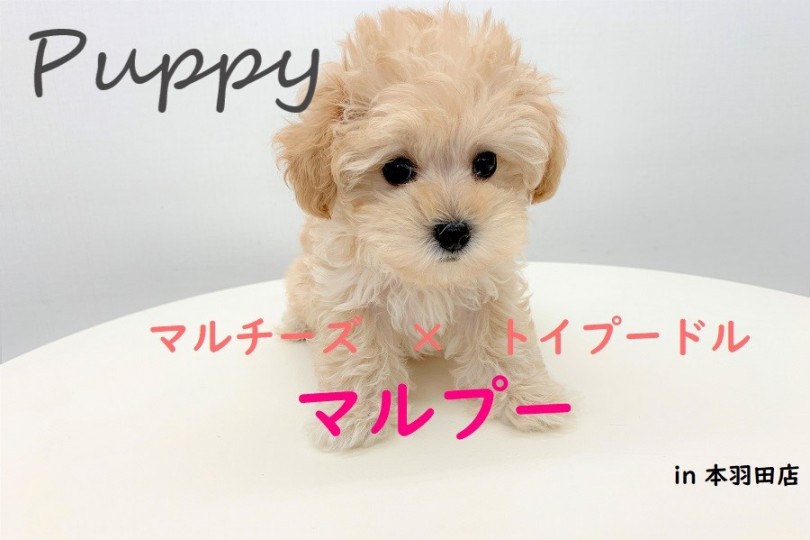 【 MIX犬・マルプー 】まるでぬいぐるみ！もふもふフワフワ可愛いマルプー君☆