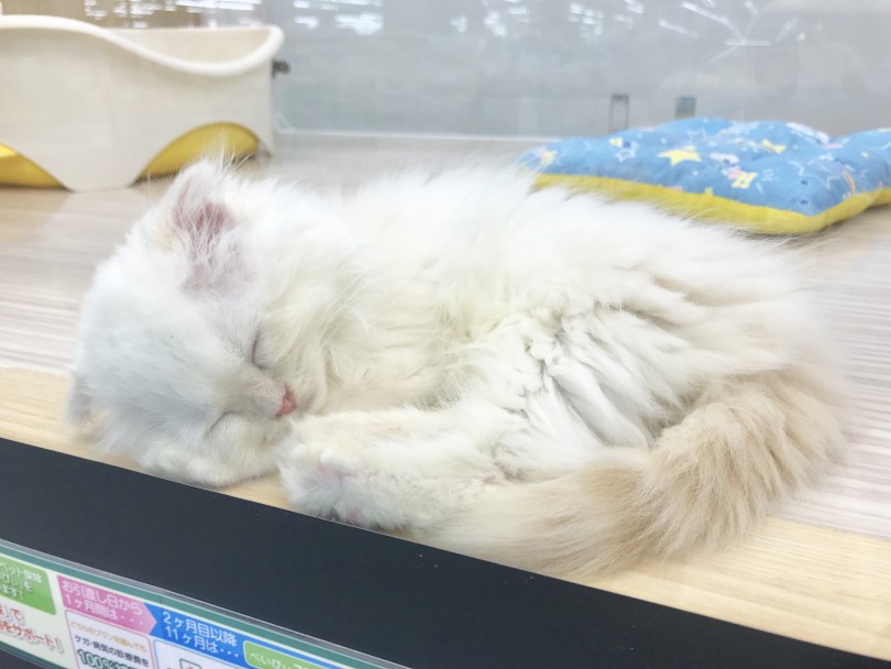 初対面から喉をゴロゴロ | スコティッシュフォールド （914458） - 志村坂下店