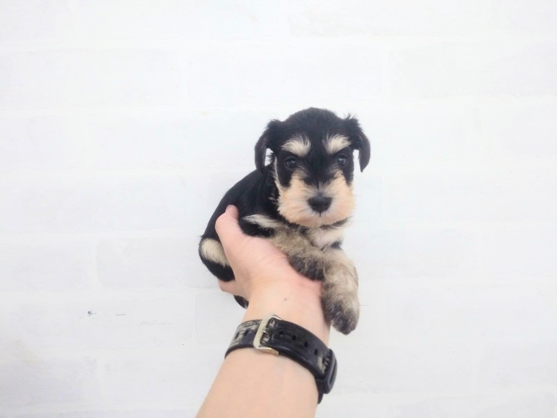 小さい仔犬時だからこそ健康が大事 | ミニチュア・シュナウザー （914460） - 志村坂下店
