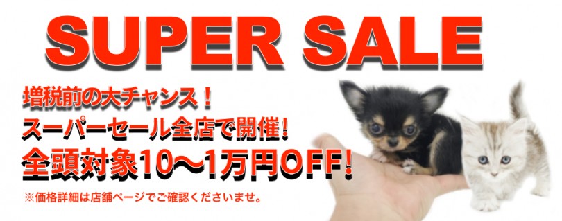 【 セール情報 】全店全頭対象スーパーセール開催！増税前の大チャンス！