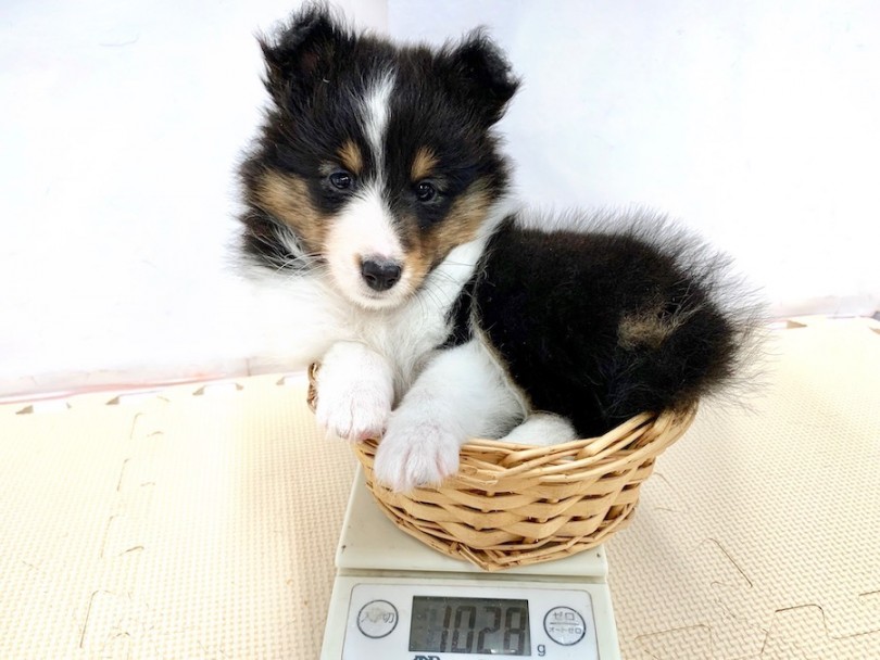生後50日での体重は1028g | シェットランドシープドッグ （814522） - 相模大塚店