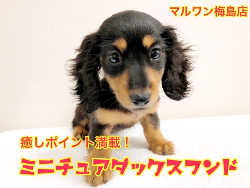 【 ミニチュア・ダックスフント 】足立区ナンバーワンの均整のとれたルックスが魅力！