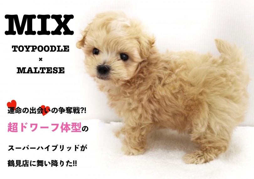 【 MIX犬 】運命の出会いの争奪戦?!超ドワーフ体型のスーパーハイブリッドが鶴見店に舞い降りた!!