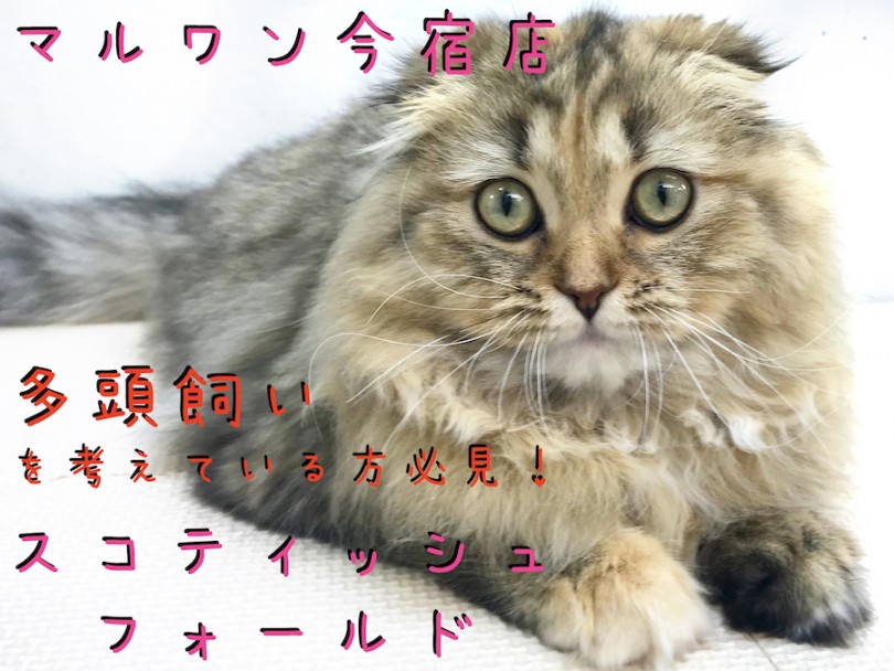 【 スコティッシュフォールド 】犬とも仲良し！超毛量の多頭飼いオススメにゃんこを横浜今宿店よりご紹介！
