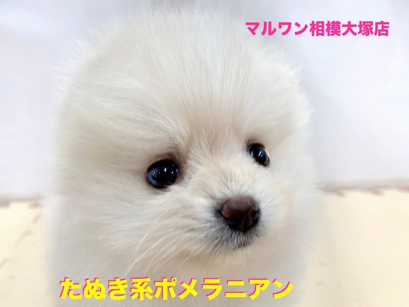 【 ポメラニアン 】ホワイト系たぬきポメ登場！知ればペットライフが180度変わる3つの秘訣を大公開