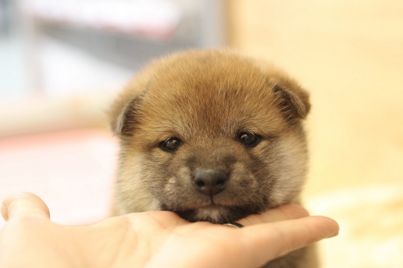 抱き心地バツグンむっちりボディ | 柴犬 （311853） - 港北ニュータウン店