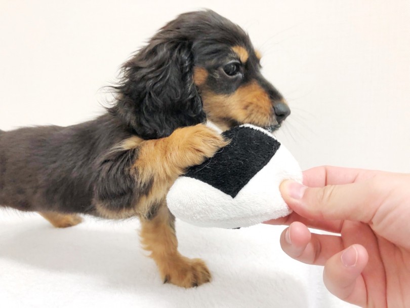 いっぱい食べてお昼寝も終わったら運動がてらのお遊びタイム | ミニチュア・ダックスフント （梅島店） - 119153