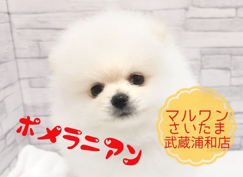 【 ポメラニアン 】さいたまの可愛すぎるポメラニアンベイビー！！