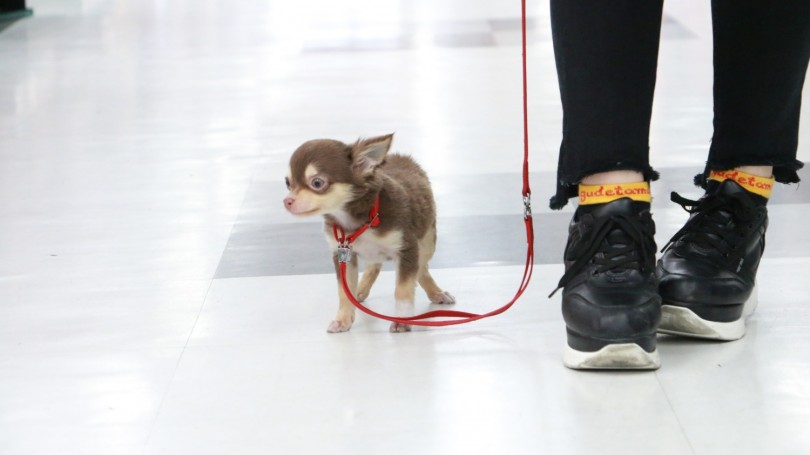 最近お散歩デビューしました！ | チワワ （119145） - 梅島店