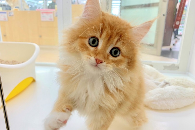 ラガマフィンって割と新しい猫種？ | ラガマフィン （512595） - 本羽田店