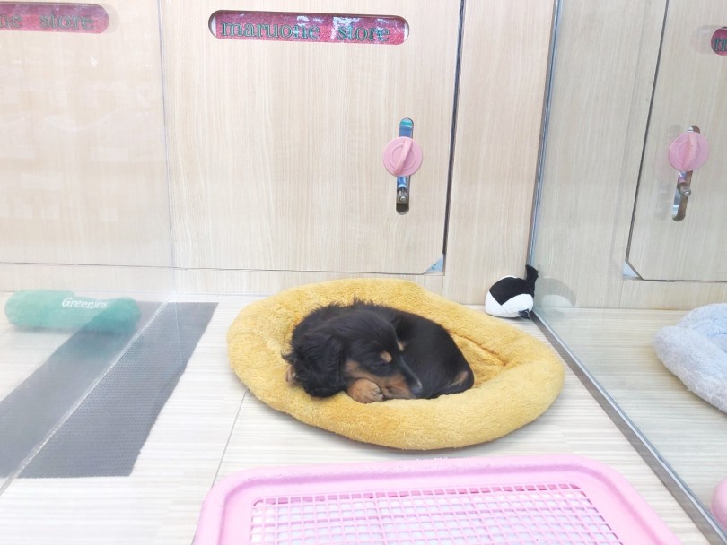 お留守番だって上手にできちゃいます！ | ミニチュア・ダックスフント （梅島店） - 119153