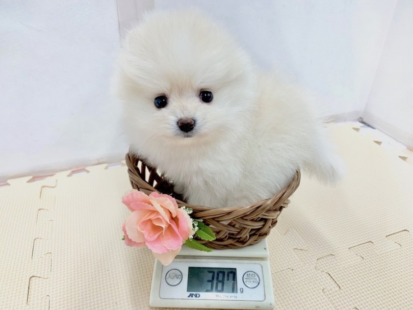 生後50日での体重は387gとかなり小柄 | ポメラニアン （814516） - 相模大塚店