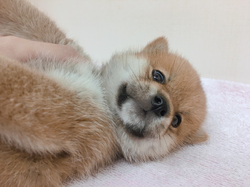表情豊かで見てて面白い!! | 柴犬 （6130794） - 大倉山店