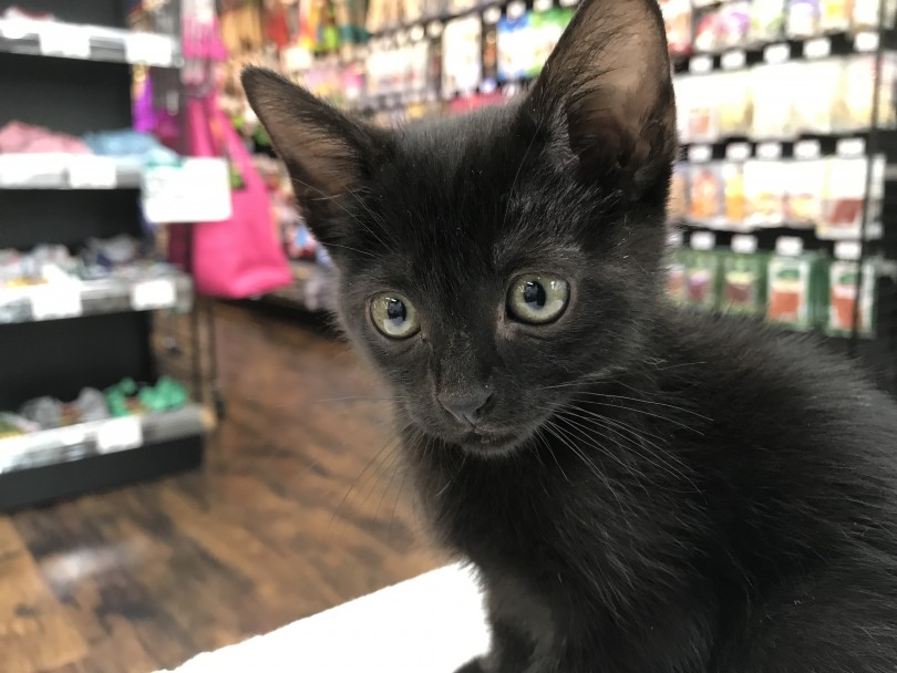 美しき黒猫 ボンベイの注目ポイント ⓶大きな瞳 | ボンベイ (140163) - 横浜 元町店