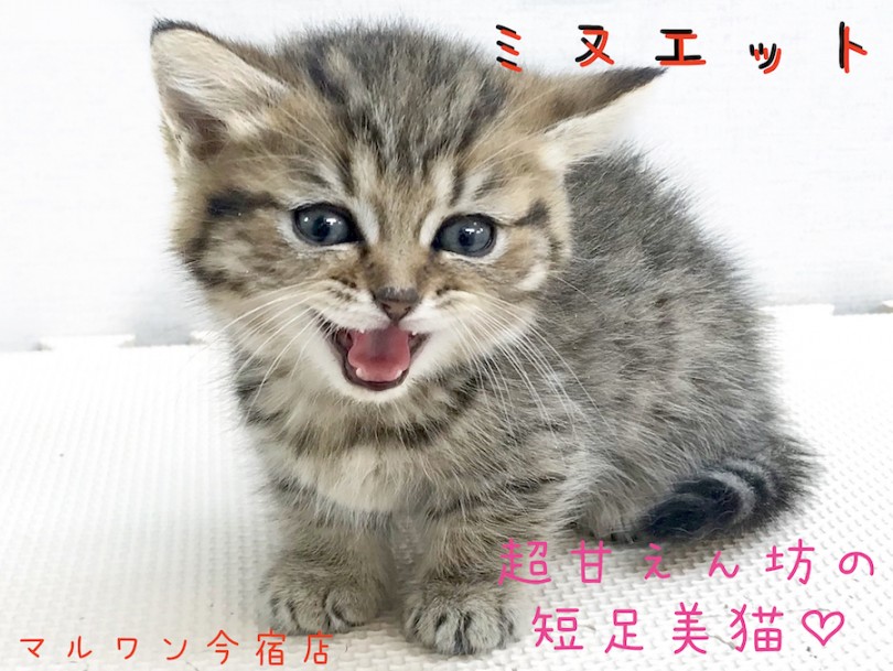 【 ミヌエット 】ヘソ天上手の短足猫ちゃん！ミヌエットちゃんとの生活のポイントもご紹介！