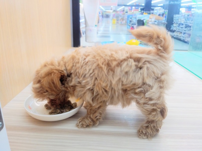 マルプー君はご飯が大好き！ | MIX犬 （914461） - 志村坂下店