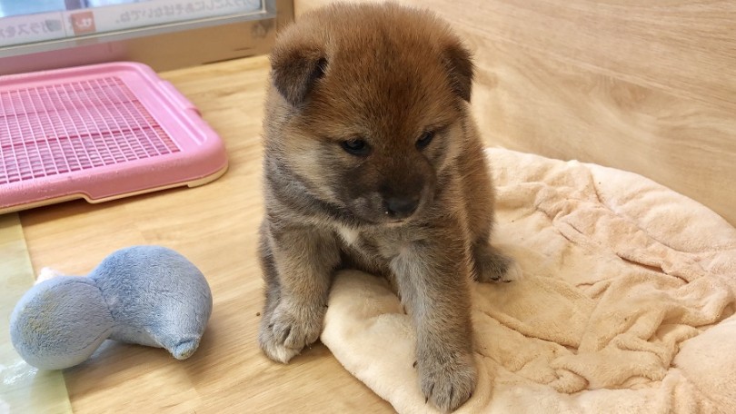 胸元の淡いマークはチャームポイント | 柴犬 （311853） - 港北ニュータウン店