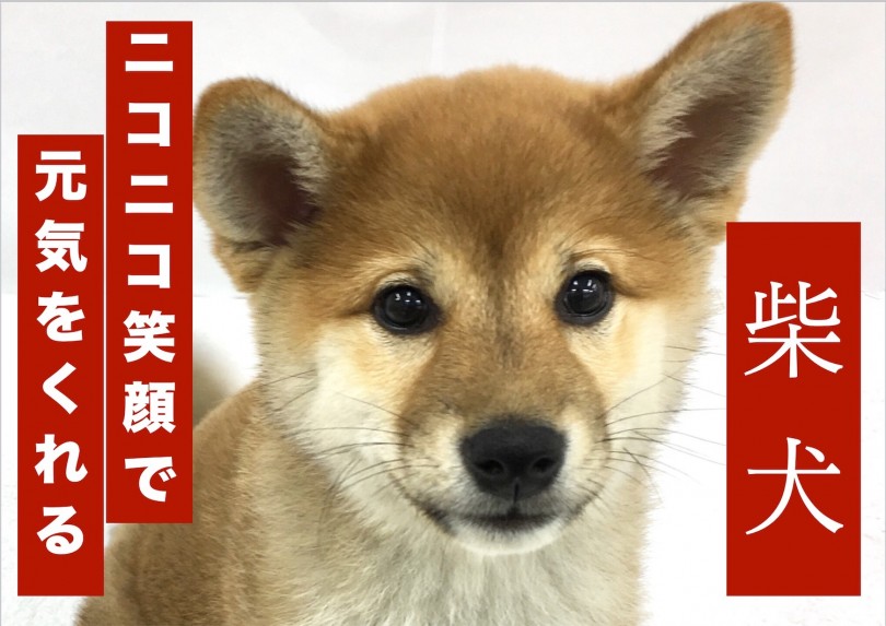 【 柴犬 】元気を与えてくれるキラキラ笑顔が可愛すぎる!!二重まぶたにも大注目!!