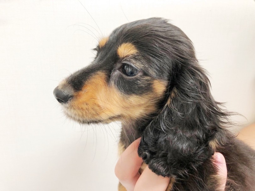 くるんっ♪と巻かれたカーリーヘア | ミニチュア・ダックスフント （梅島店） - 119153