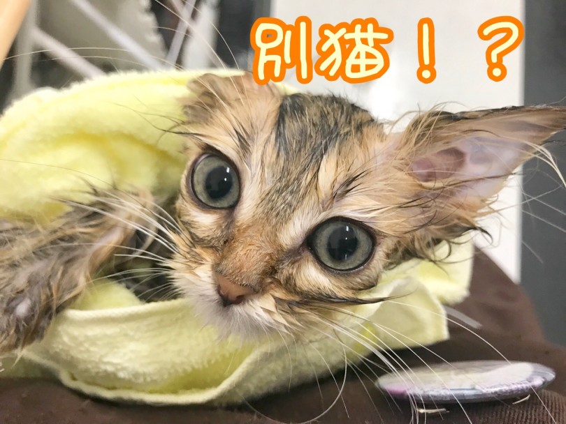 大好きなシャンプータイム | ラガマフィン （914442） - 志村坂下店