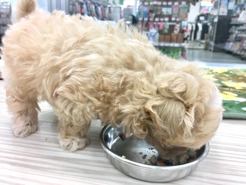 成長が楽しみなオンリーワンコ | MIX犬 トイ・プードル × マルチーズ （713632） - 鶴見店
