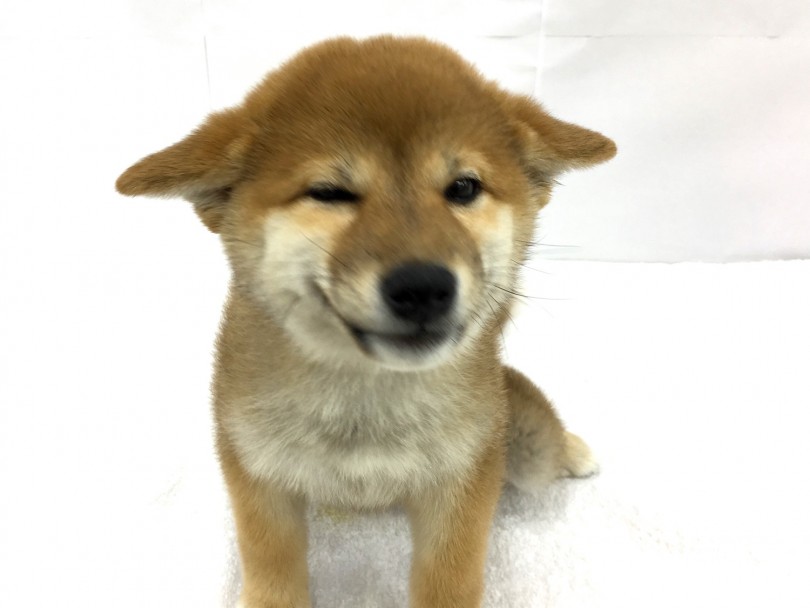 鶴見店でニコニコ柴ちゃんとお待ちしております！ | 柴犬 （713631） - 鶴見店