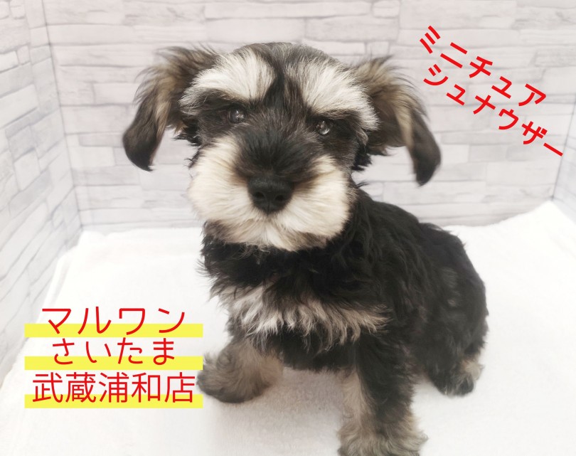 【 ミニチュア・シュナウザー 】抜け毛の少ない名犬！可愛い”おひげ”にも注目！！生後90日でオスワリ習得！