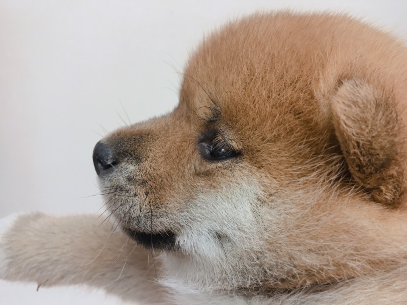 ほっぺの肉が厚くムチムチ | 柴犬 （6130794） - 大倉山店