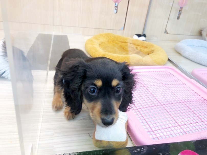 是非実際に会って愛嬌たっぷりのダッちゃんと触れ合っていただきたい | ミニチュア・ダックスフント （梅島店） - 119153