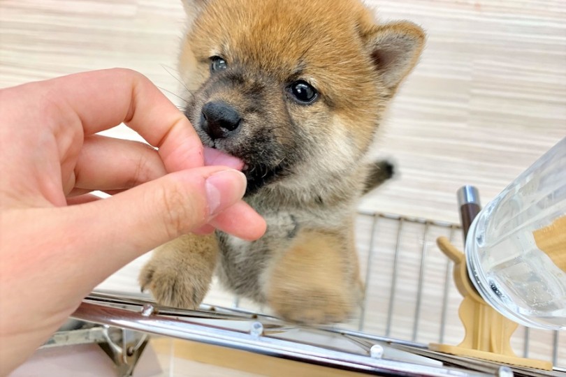 舌ペロ | 柴犬 （512599） - 本羽田店