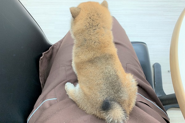 赤毛は安定の人気カラー | 柴犬 （512599） - 本羽田店